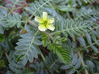 Tribulus Terrestris Pflanze